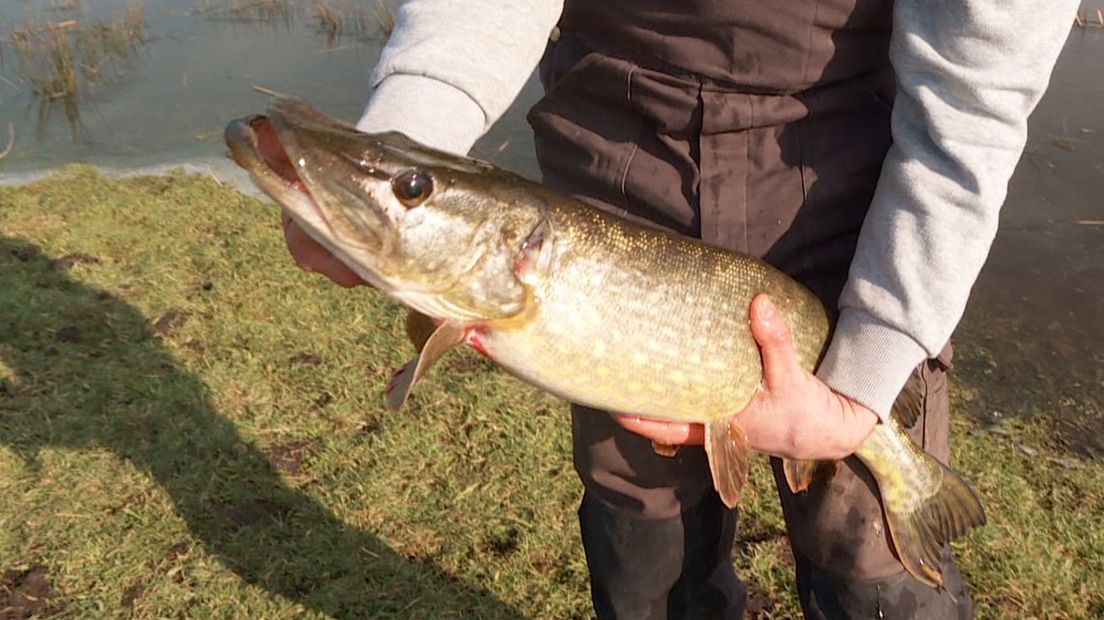 Snoek (Beeldmateriaal uit Water in Zicht)