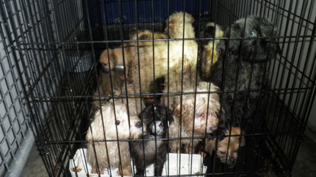 De dierenambulance Arnhem heeft donderdagavond negen verwaarloosde honden van straat gehaald.
