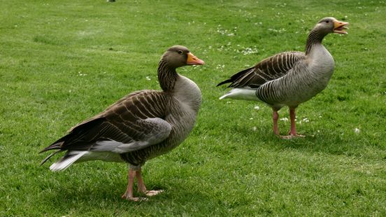 Grauwe gans veroorzaakt veel schade Nieuws