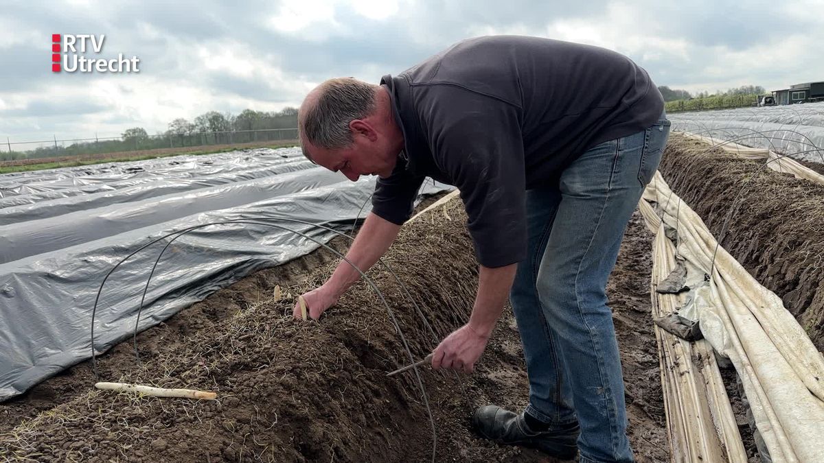 Na het warme weekend is het aspergeseizoen van Wim begonnen: 'Mensen geloven eindelijk dat asperges 