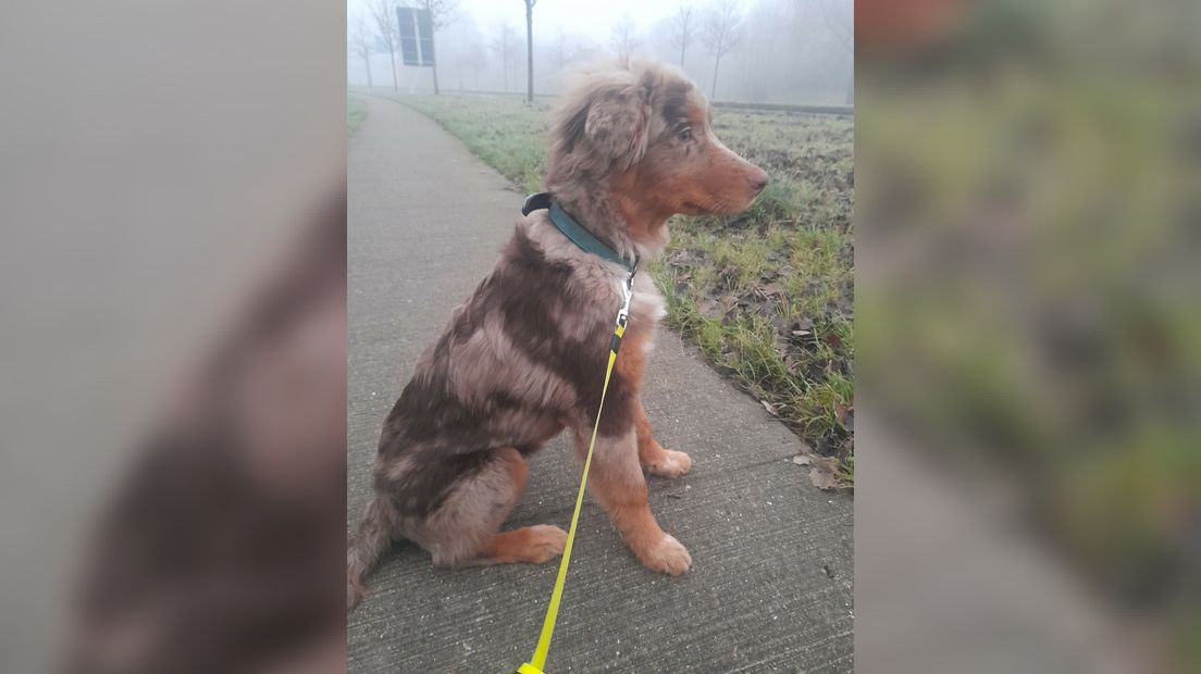 Hûn Sinne fan baaske Jantine Breidenbach