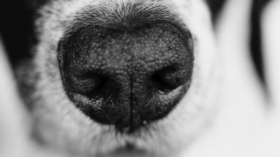 Steeds meer gemeenten schaffen hondenbelasting af