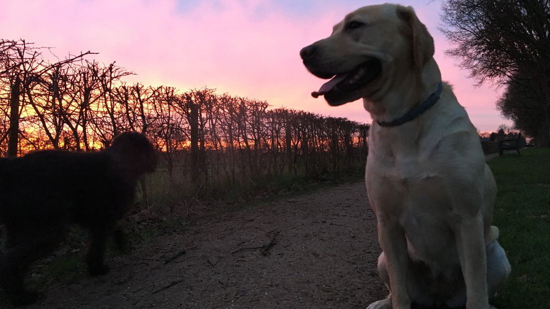 Honden uitlaten was vanochtend een feestje.