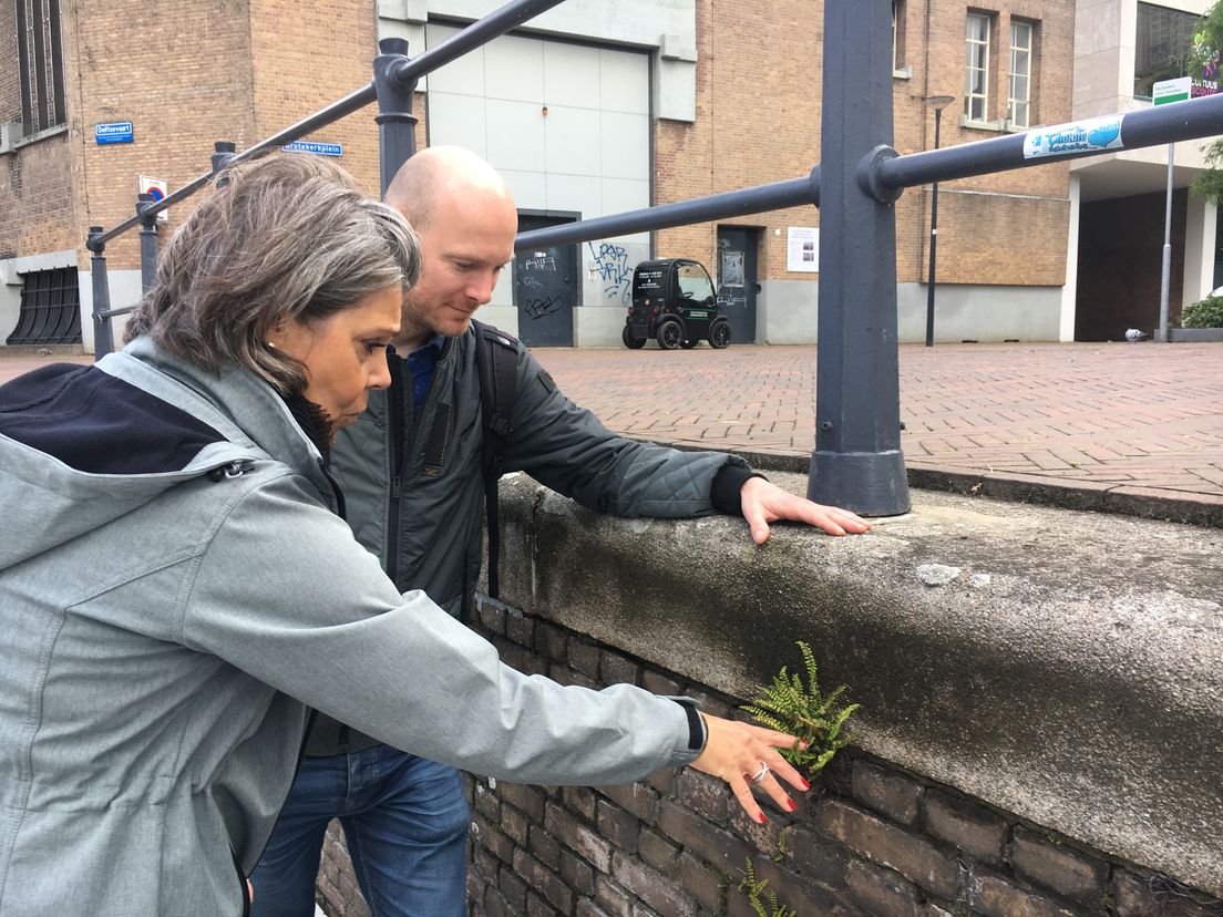 Brigitte Moratis en Olaf van Velthuijsen bekijken een muurplantje in een kademuur in Rotterdam.