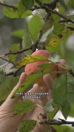 Onderzoek naar boom-dna