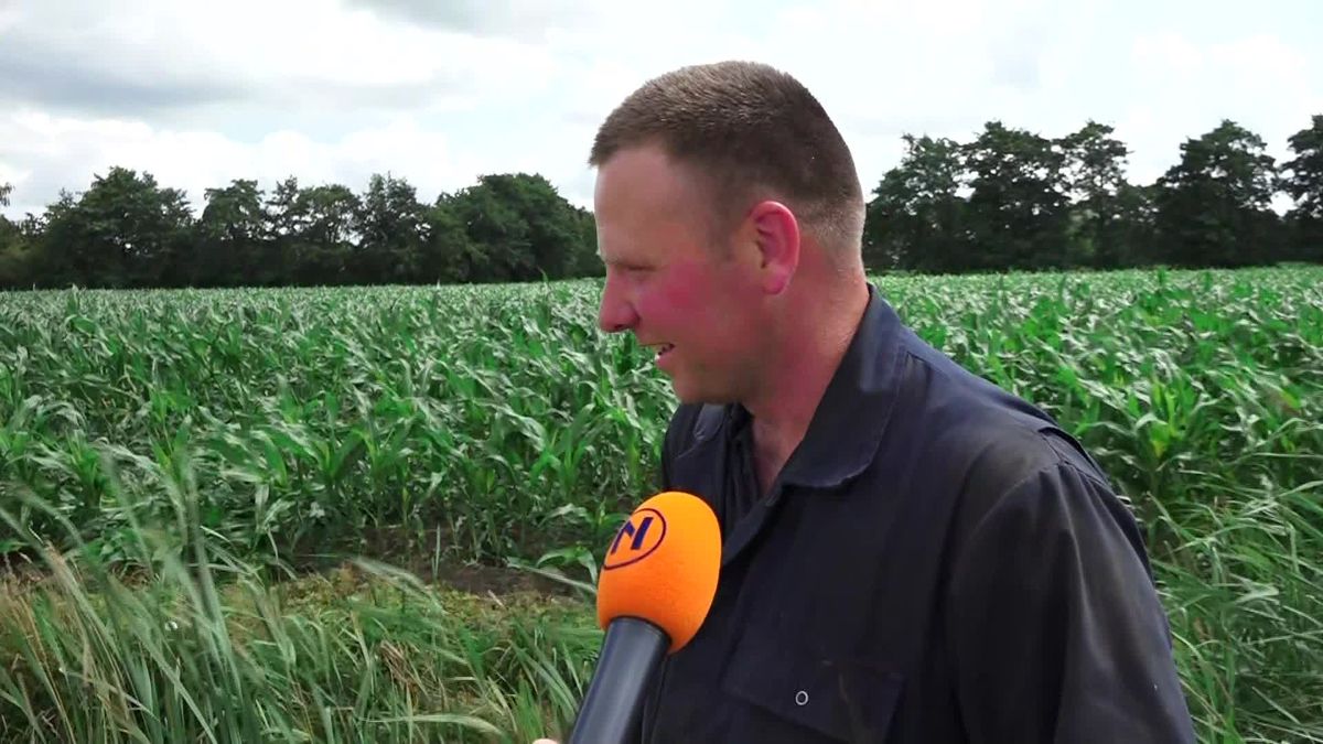 Vluchtpoging door een maïsveld: 'De schade is groter dan gedacht'