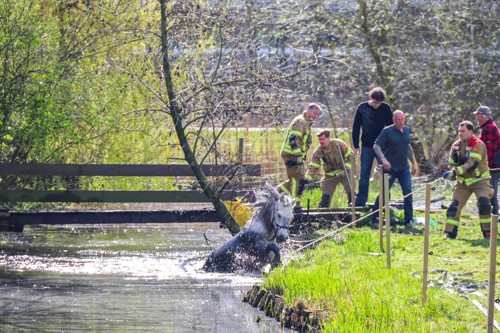 Brandweerlieden halen een paard uit het water.