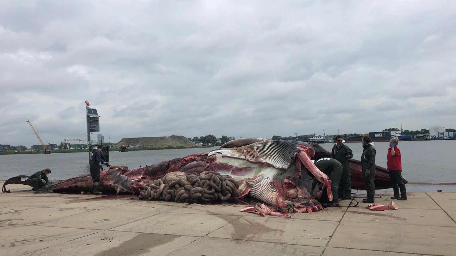 De gewone vinvis wordt ontleed op de kade in Terneuzen