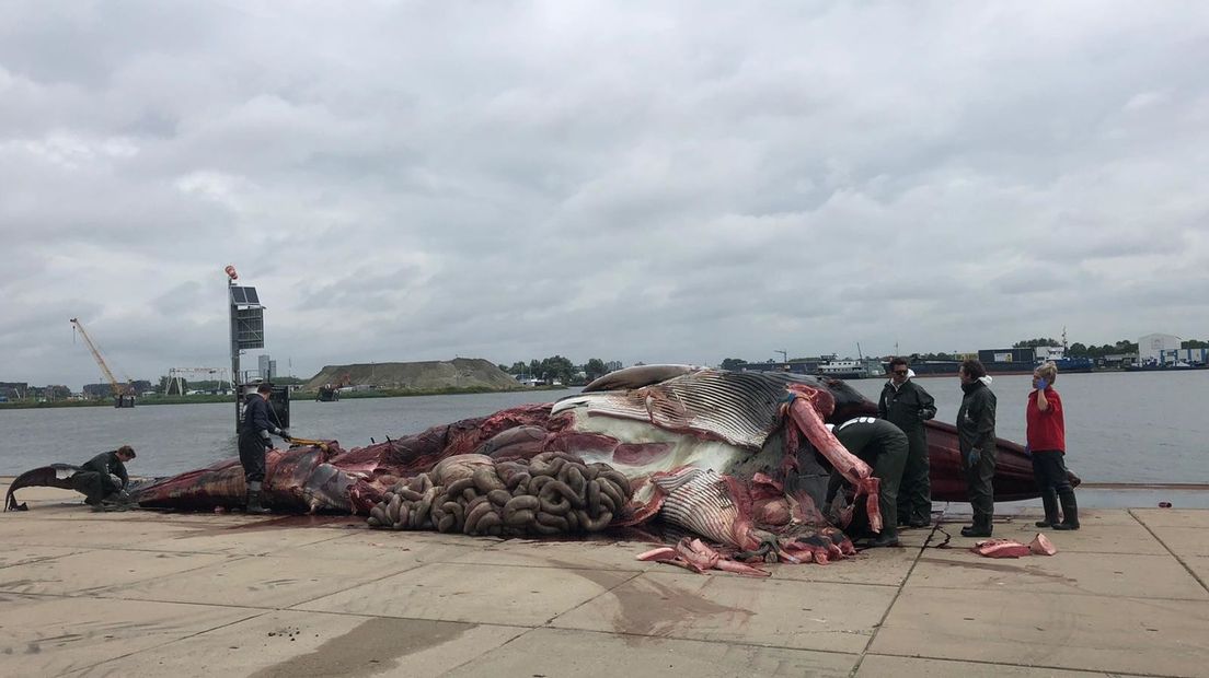 De gewone vinvis wordt ontleed op de kade in Terneuzen