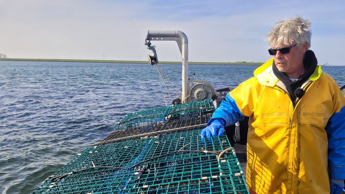 Massale sterfte kreeften in Oosterschelde: onderzoek naar rol staalslakken