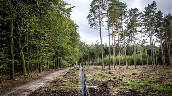 Waar blijven al die nieuwe bomen? Gelderland loopt flink achter