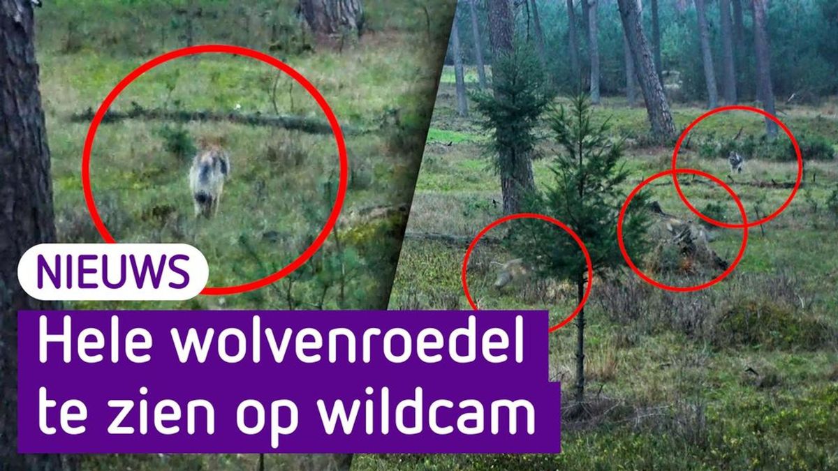 Roedel van zes wolven laat zich zien op de Hoge Veluwe Omroep Gelderland