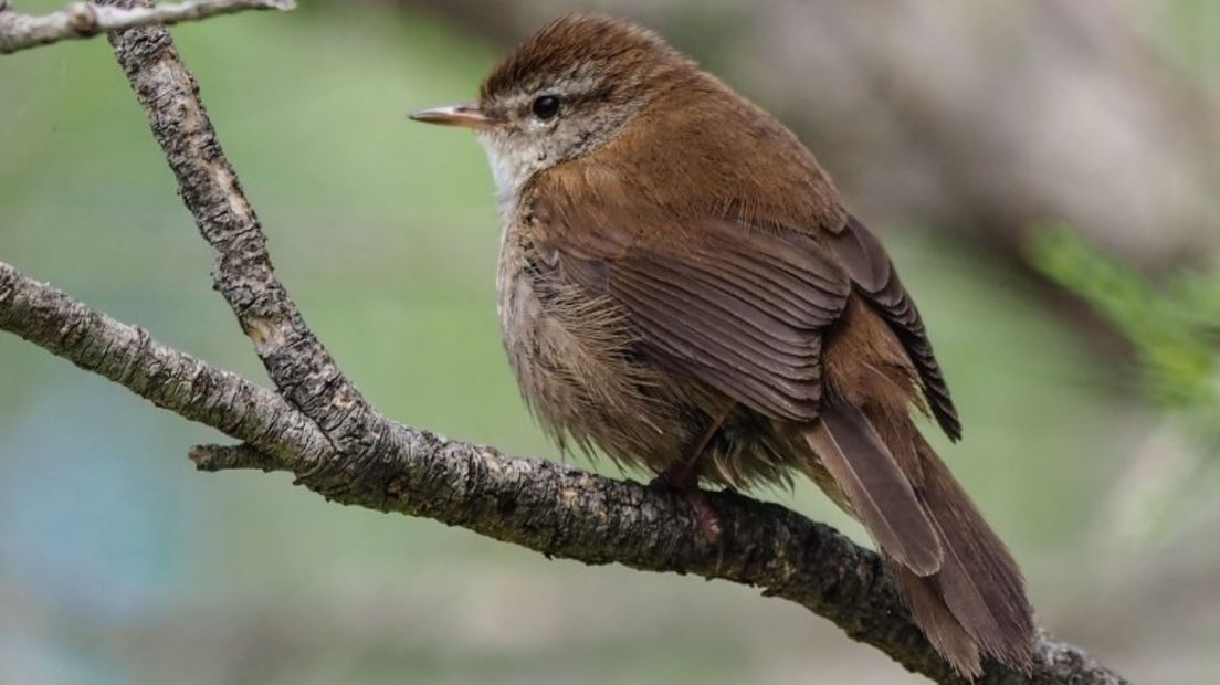 De Cetti's zanger is een klein bruin vogeltje