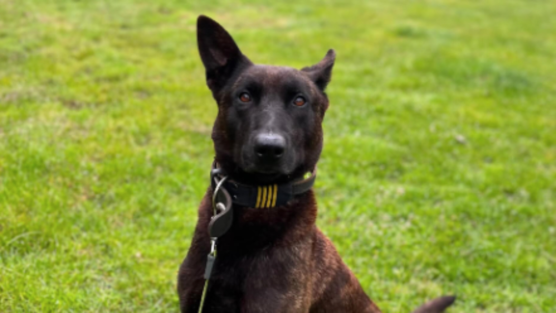 Politiehond Ozzy heeft geholpen de verwarde man onder controle te brengen