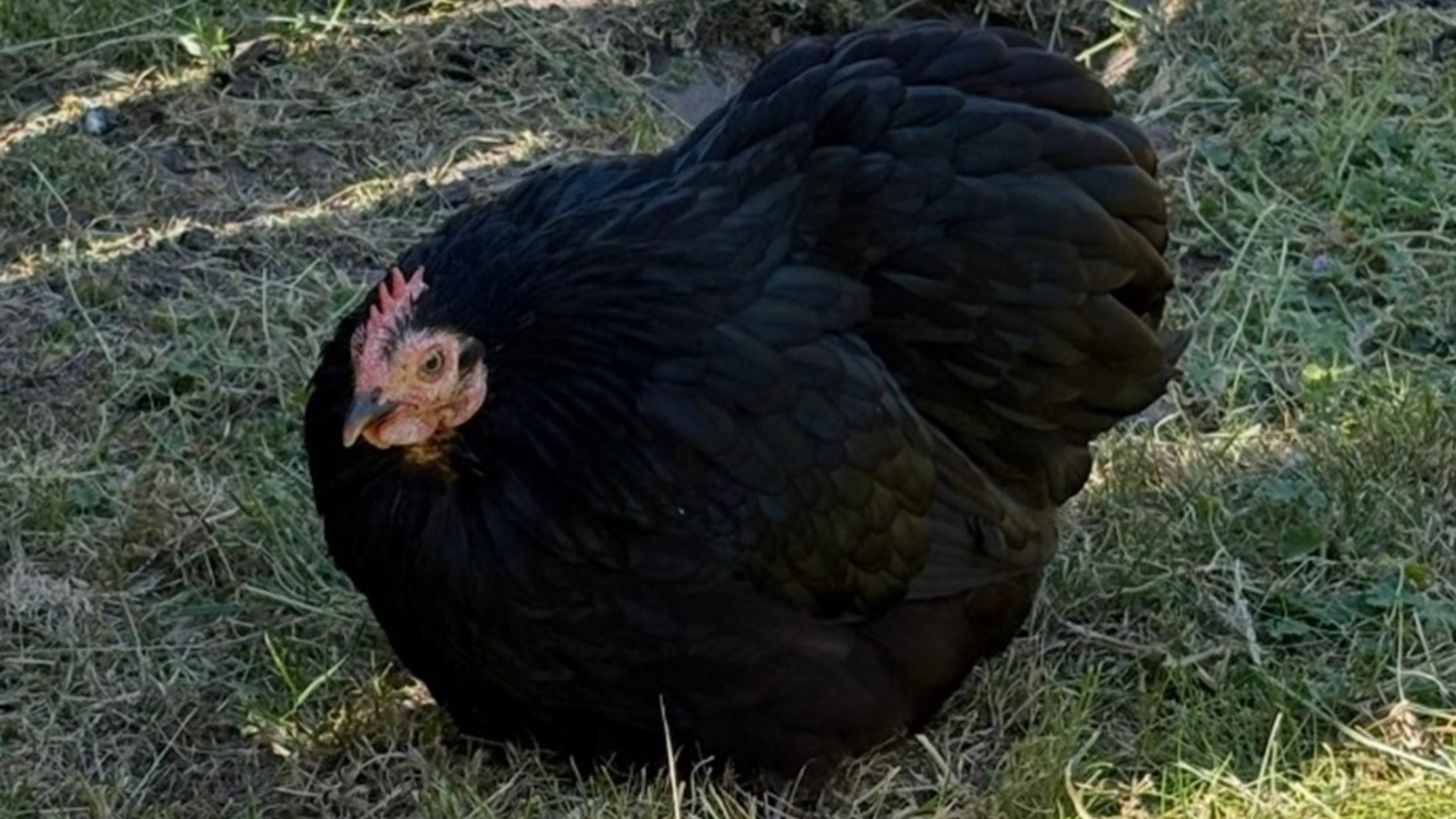 Cochin krielkip Shaniqua