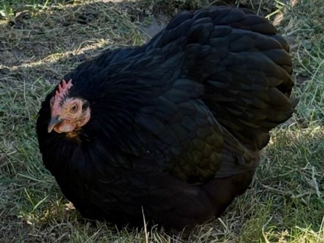 Cochin krielkip Shaniqua