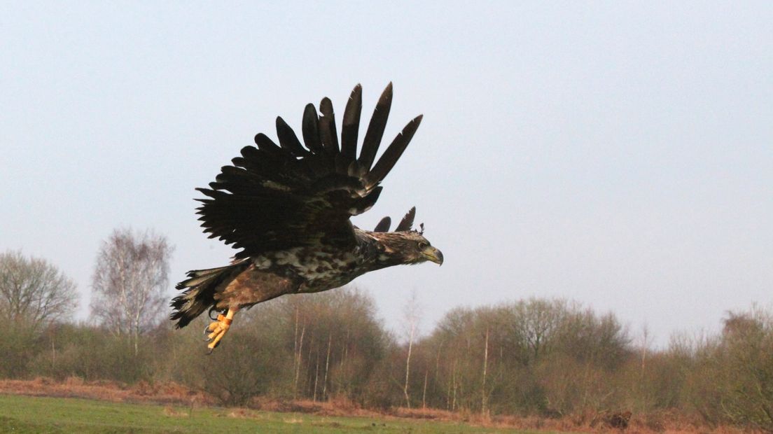 Zeearend in het Zeeuwse natuurgebied Slikken van de Heen