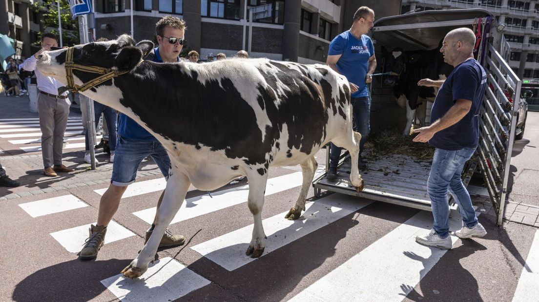 Eén van de koeien bij het protest