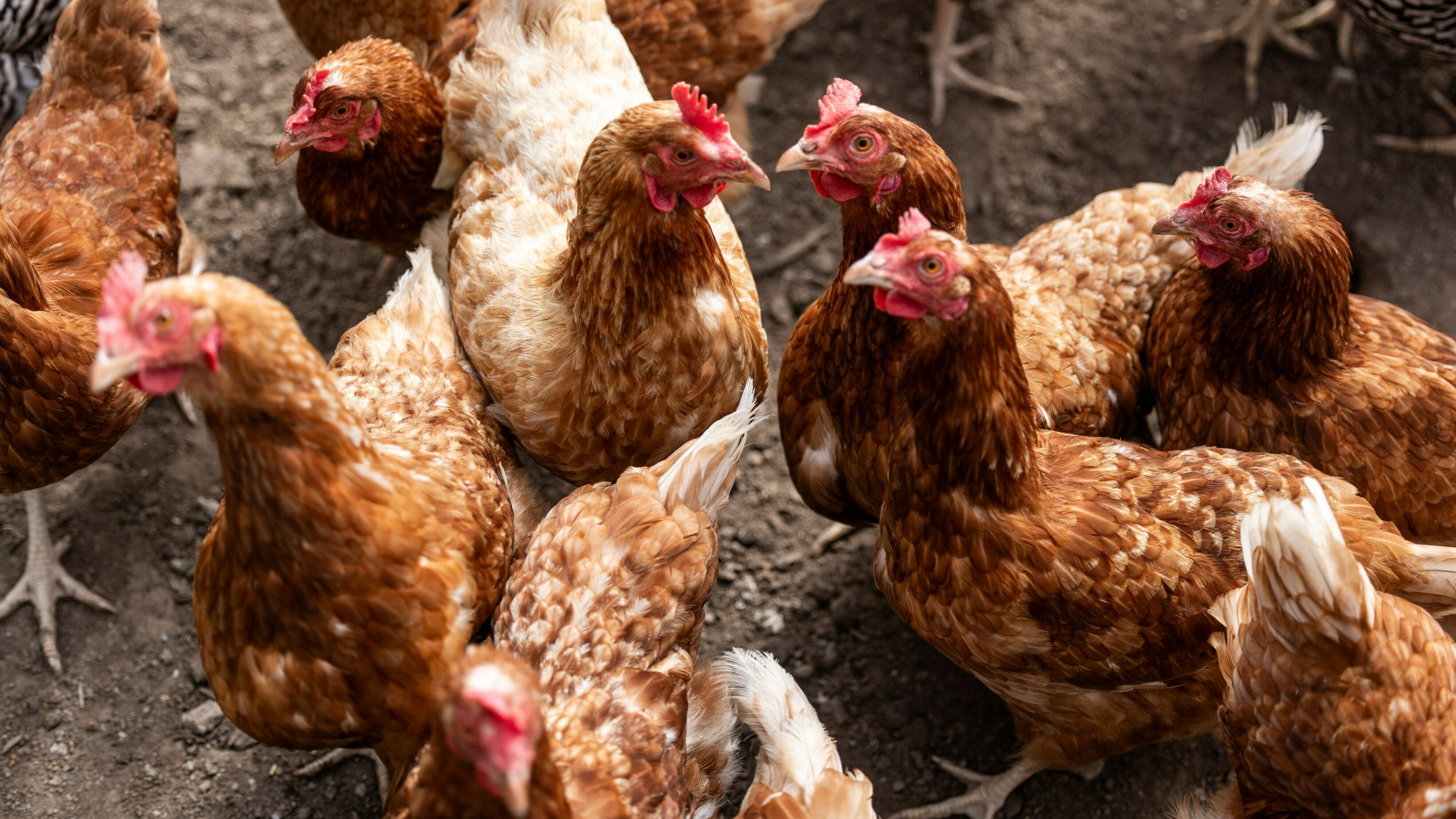 Regenwormen belangrijke bron van PFAS in eieren van hobbykippen