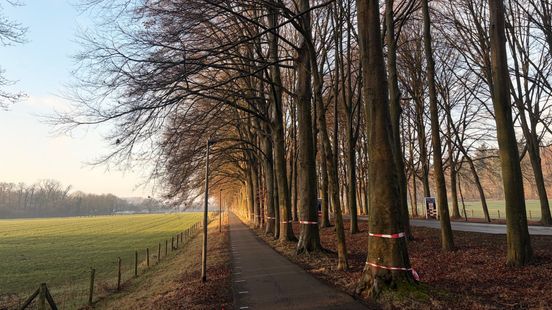 Monumentale beuken op de Middachterallee zijn gemerkt met rood-wit lint: dit is er aan de hand