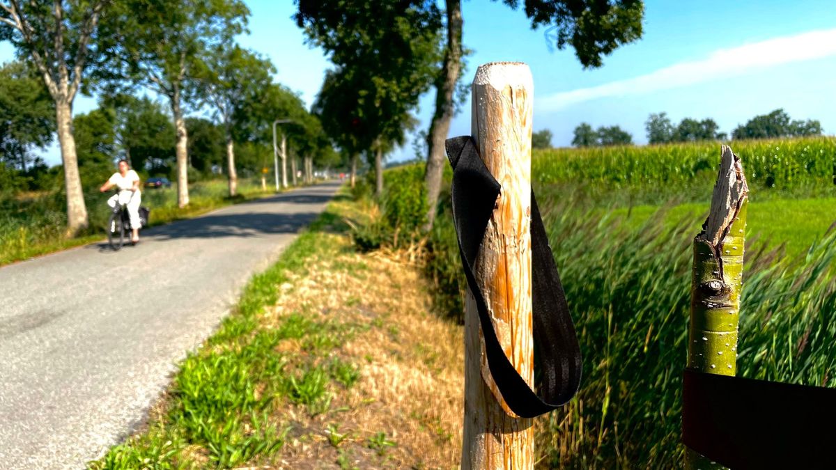 Bomen vernield in Nijeveen: 'Dit is moedwillig gedaan'