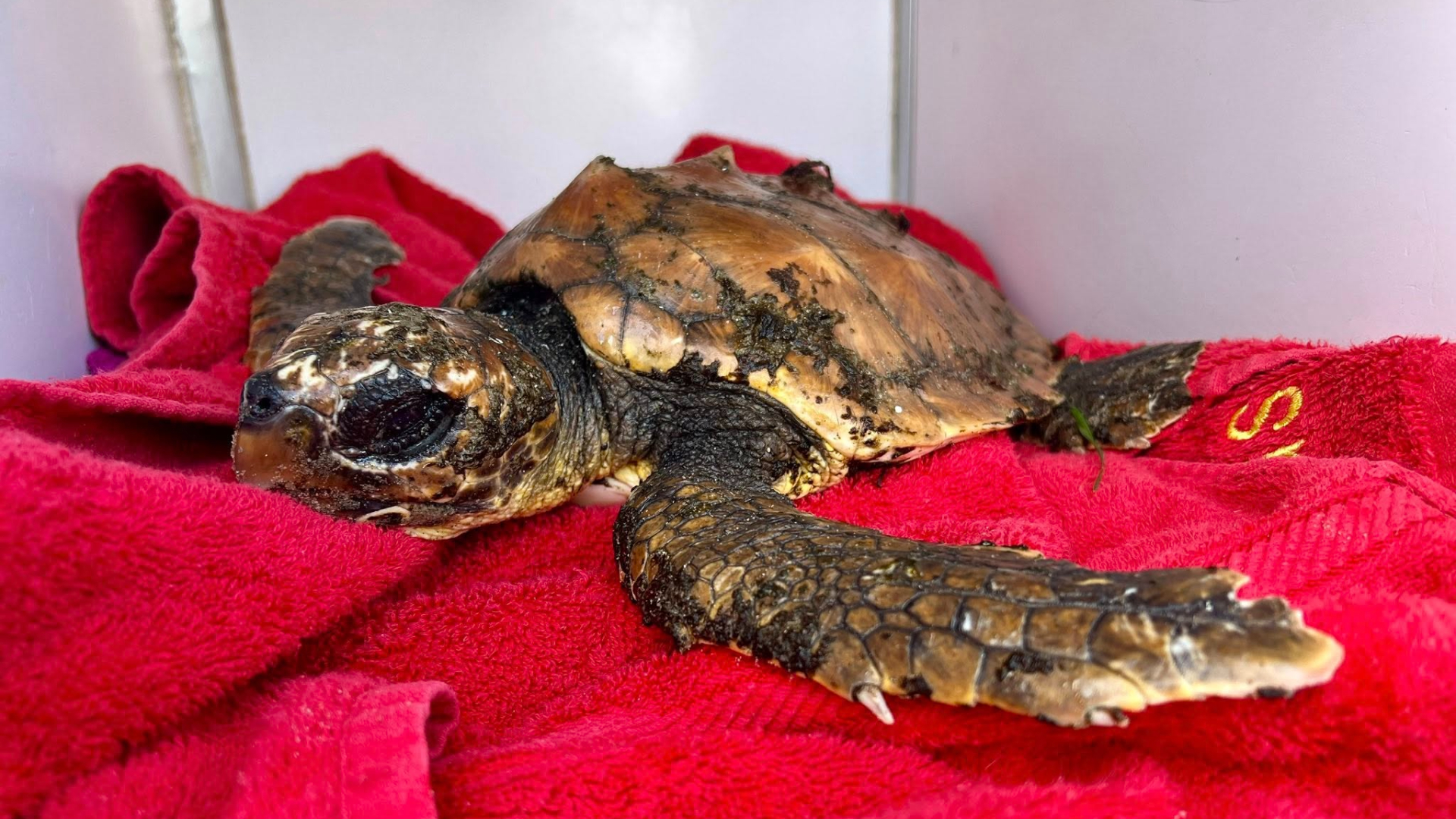 Een longontsteking is de schildpad fataal geworden.