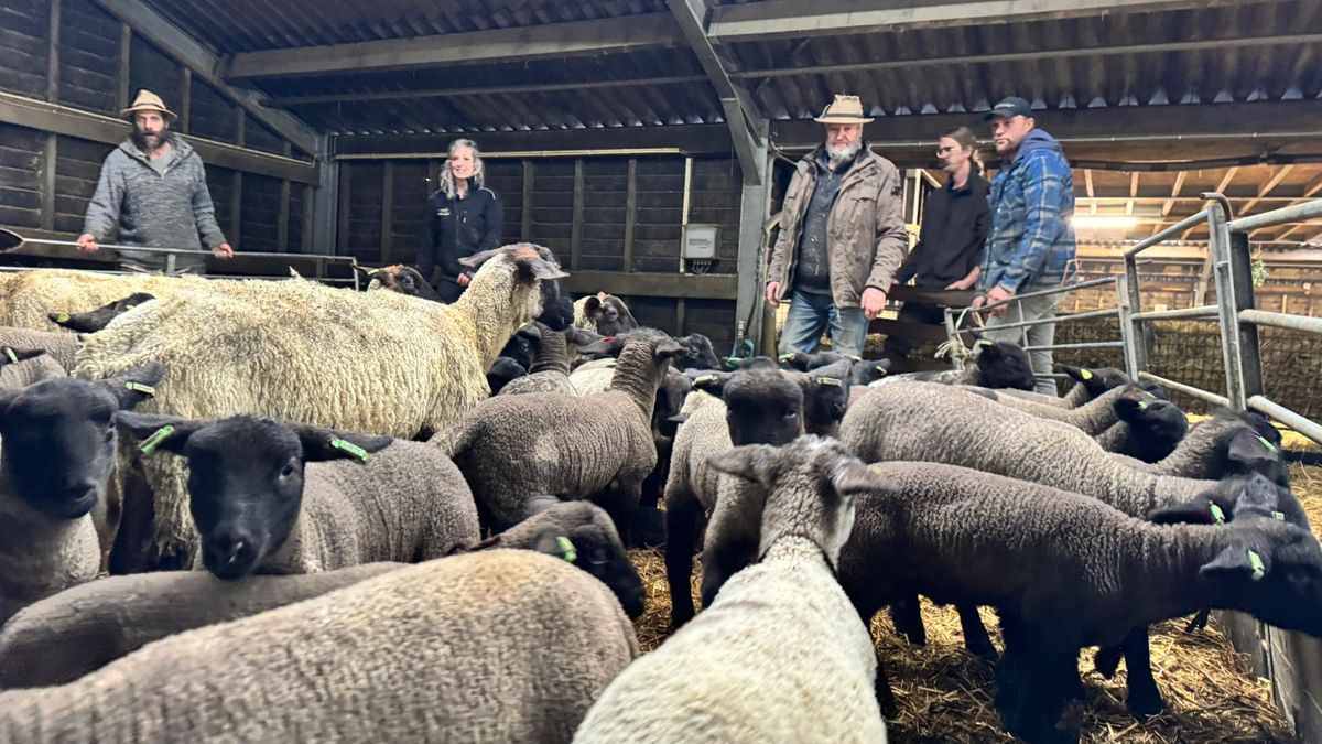 Vacature voor schaapherder: 'Romantisch maar hard werk'