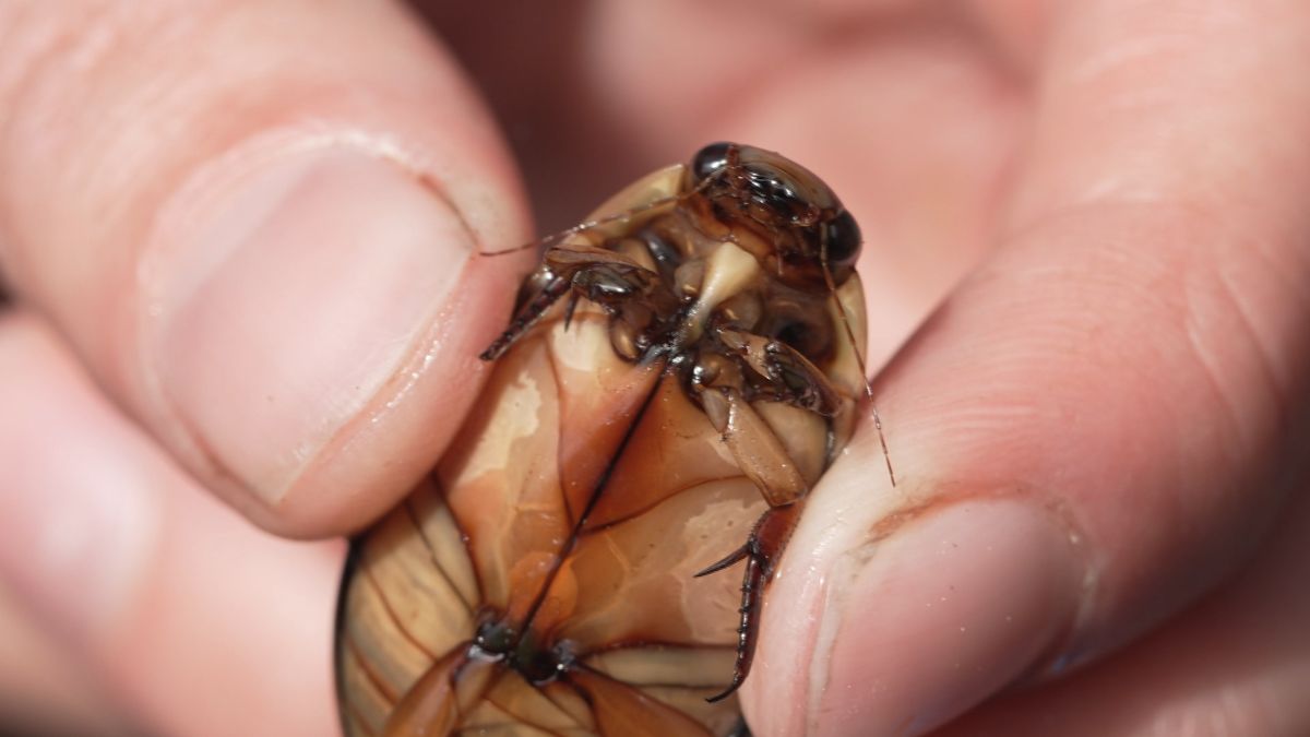 Waterroofkevers: herken de bijtgrage predatoren