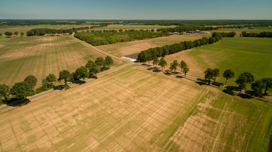 Gele landbouwgronden door de droge zomer van 2018 bij Amen (Rechten: Fred van Os/RTV Drenthe