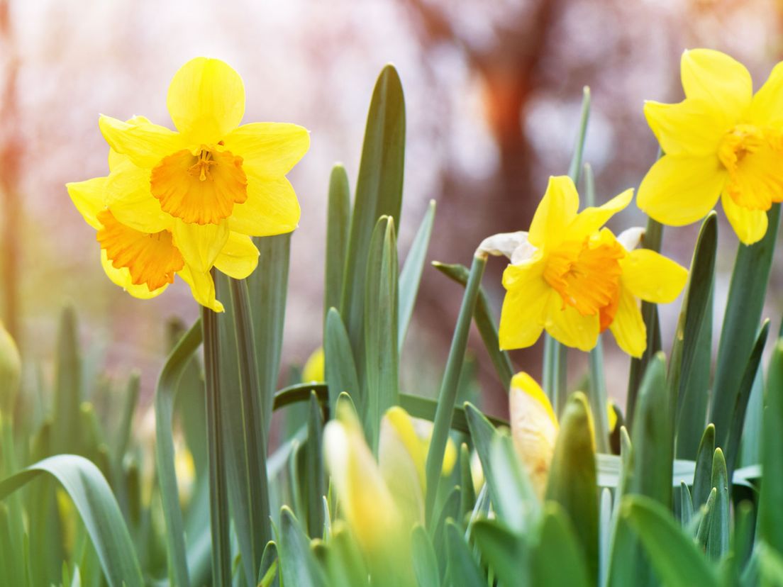Breng de lente naar je huiskamer!