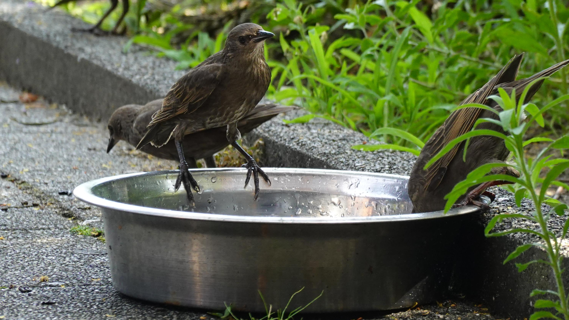Vogels drinken gulzig water.