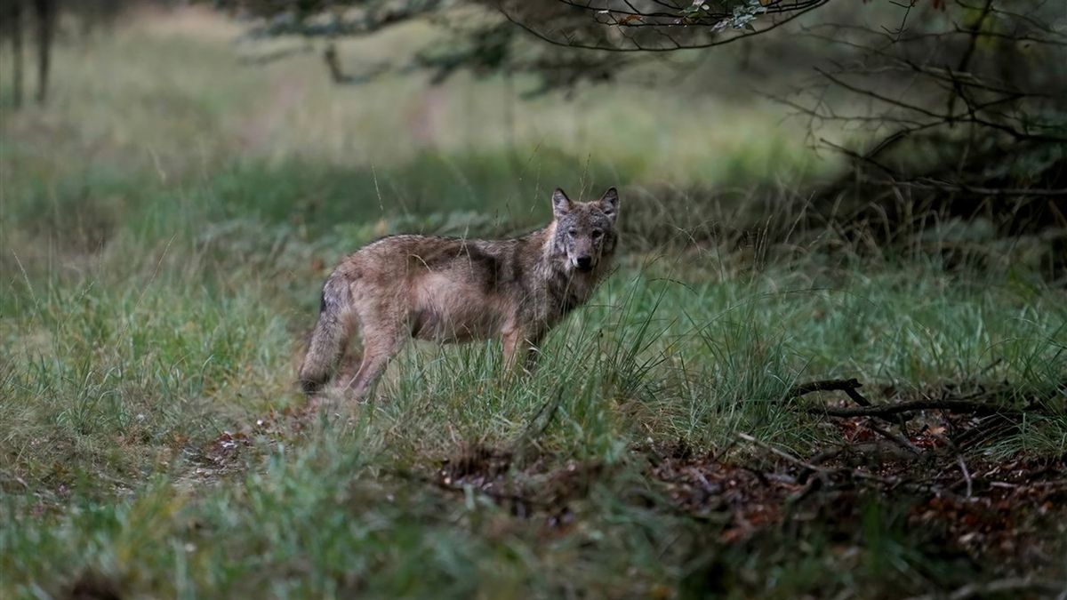Ecoloog over afschieten van wolf: 