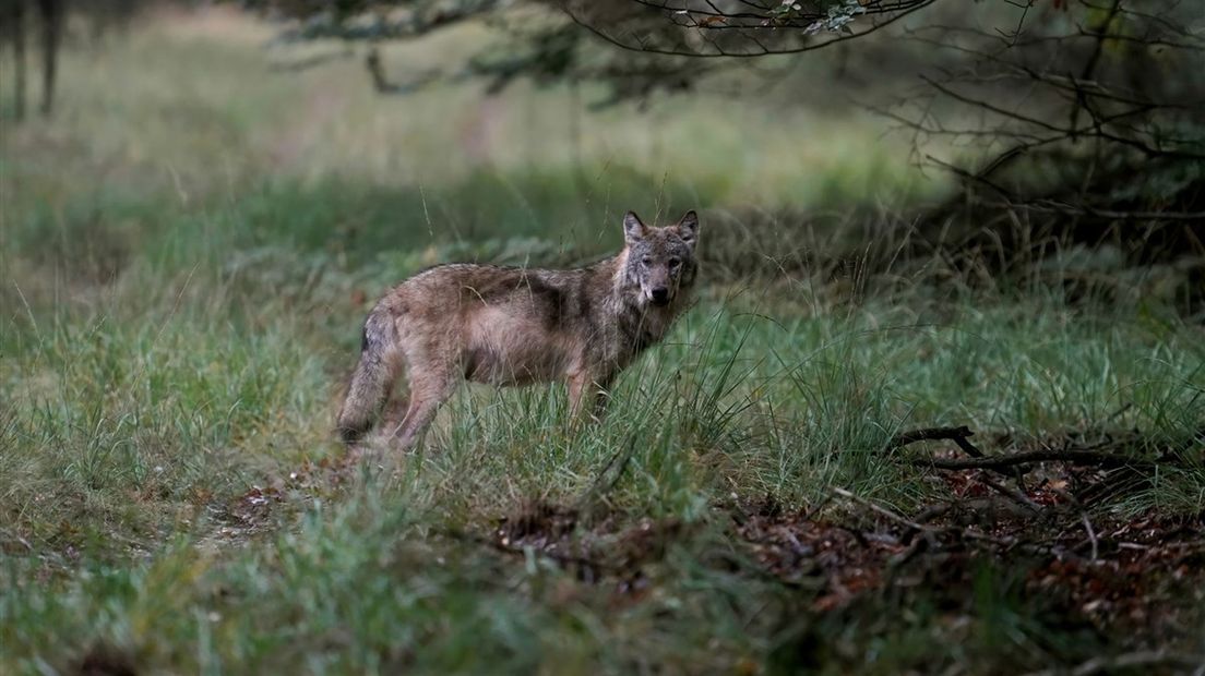 Foto ter illustratie: wolf op de Veluwe