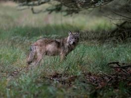 LTO Noord luidt noodklok: massaal dierenleed door de wolf
