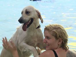 Zwemmen met hond in binnenbad blijkt razend populair: 'Kaartjes binnen een dag uitverkocht'