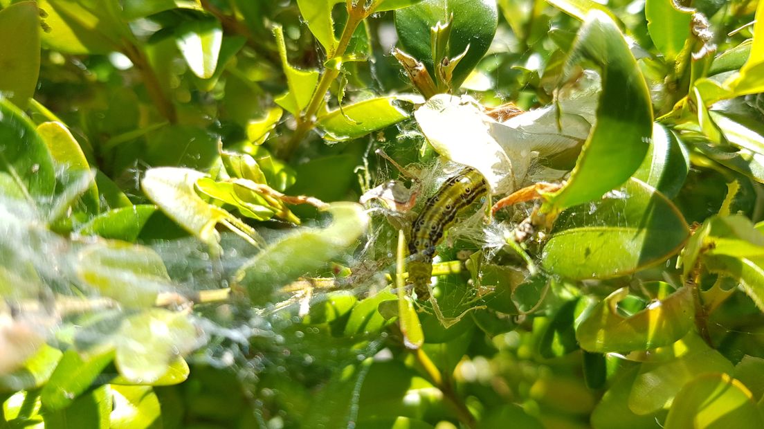 De buxusmot is aan een opmars bezig in onze provincie. De rupsen lusten maar één ding, getuige de naam: uw buxus.