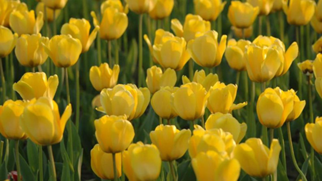 Gele Tulpen Bloemen