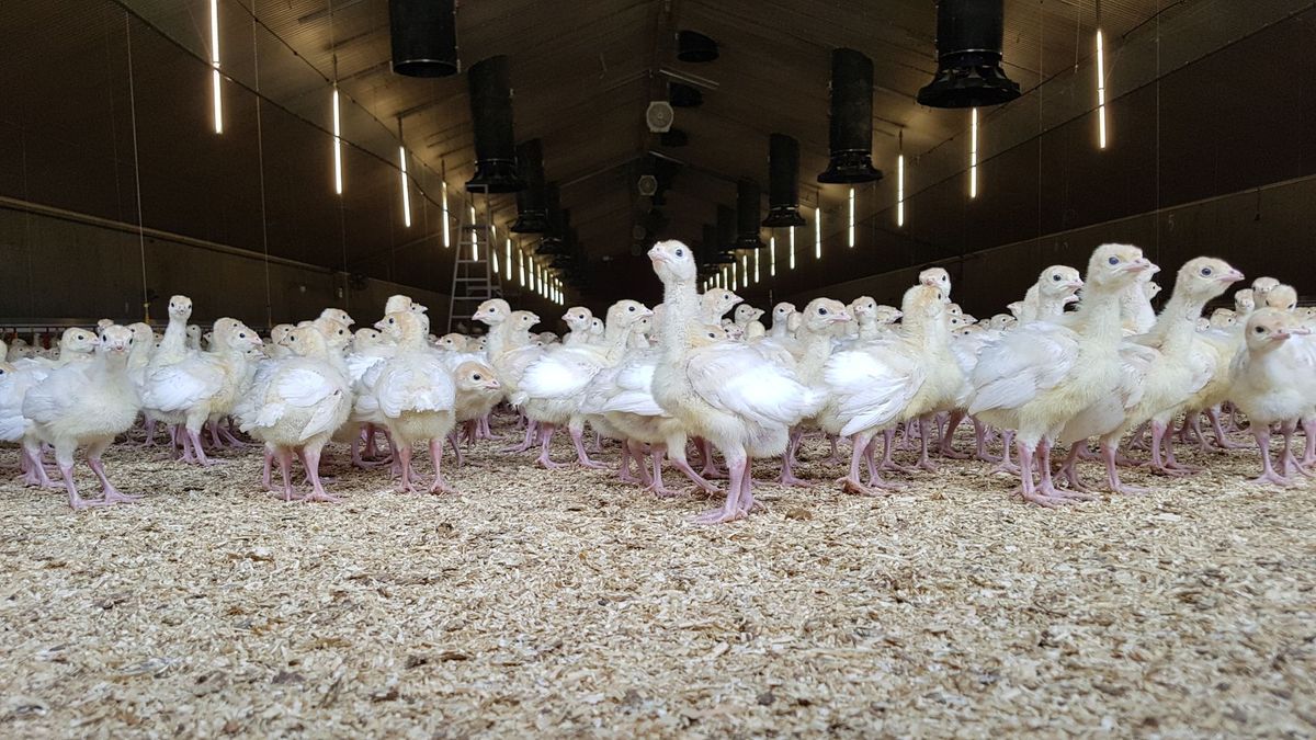 Drentse pluimveehouder zorgt voor koele kalkoenen