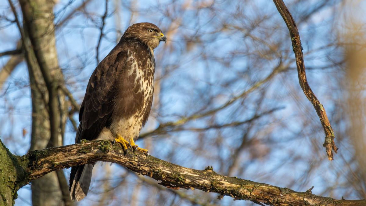'Terror-buizerds' weer actief in dit Gelderse bos: dit moet je doen