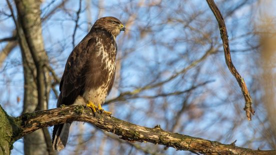 In dit Gelderse bos moet je oppassen voor 'terror-buizerds'