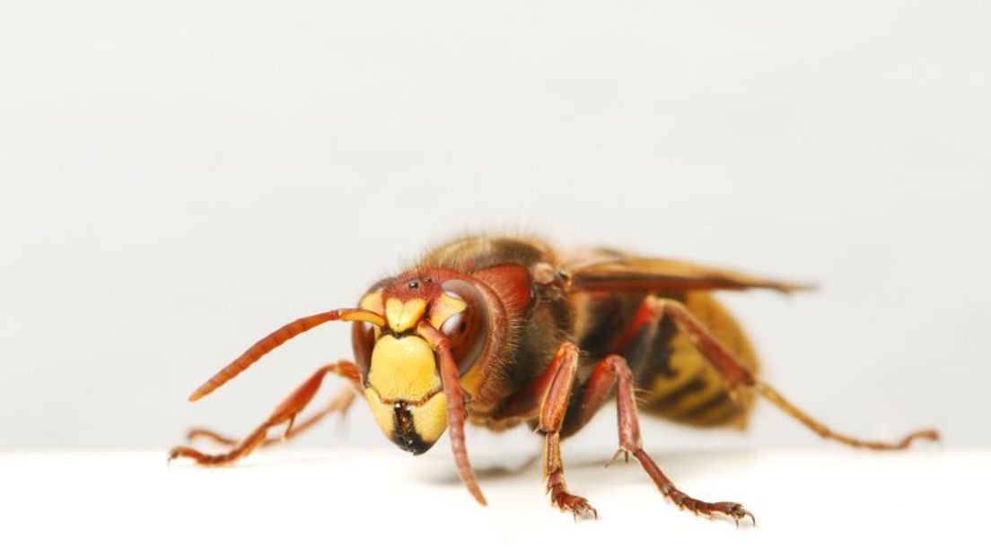 Een hoornaar (Rechten: Wikimedia Commons/Bernie Kohl)
