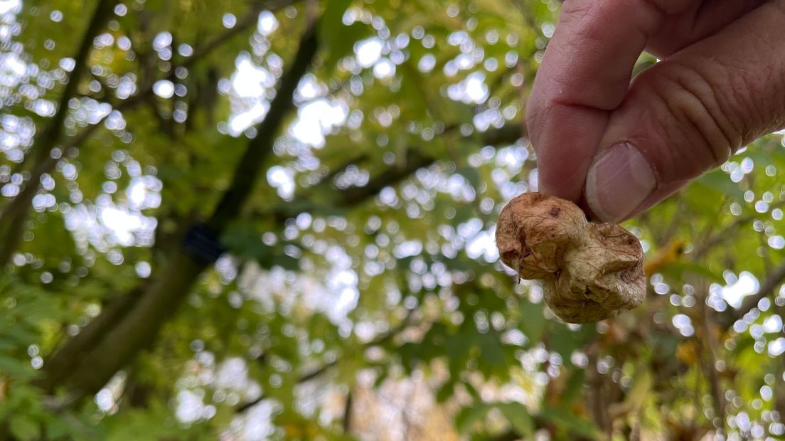 Dit is wat scholieren vroeger noemde: de kloteboom