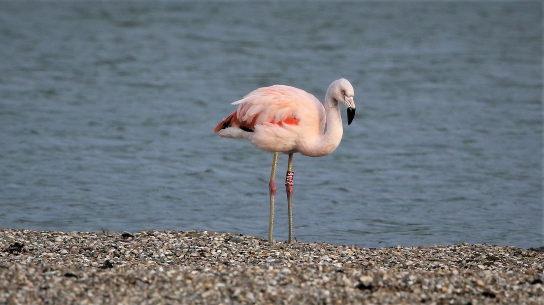 De flamingo in Ellewoutsdijk in december vorig jaar