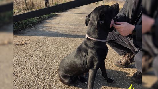 Politie zoekt hondeneigenaar: 'Heeft mogelijk net een nest gehad'