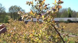 Blauwebessenboer Boersen blauwbekt 's nachts om zijn blauwe bessen te beregenen tegen bevriezing
