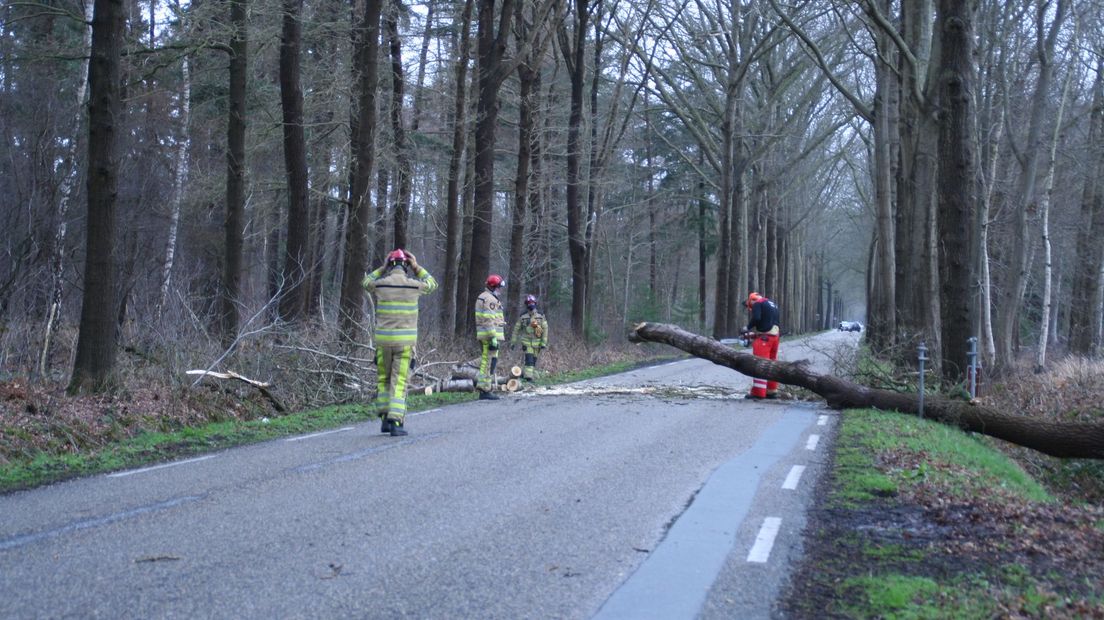 Omgewaaide boom Tolhuisweg bij Dalfsen