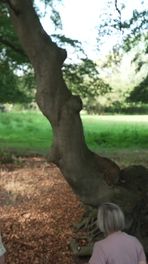 Dansende beuken op landgoed