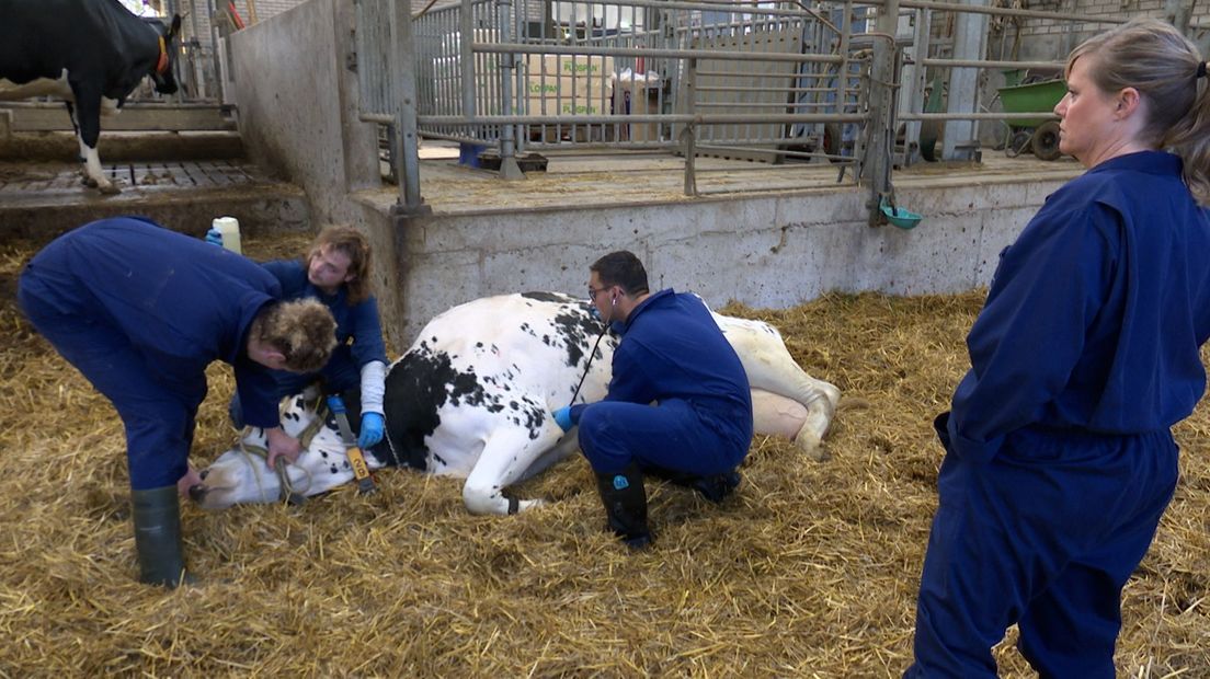 Studenten dienen een koe calcium toe