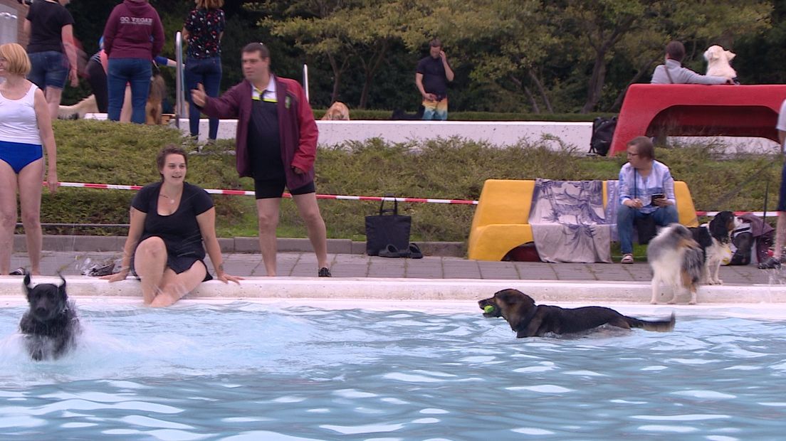 Met je hond het zwembad in, dat kan maar één keer per jaar