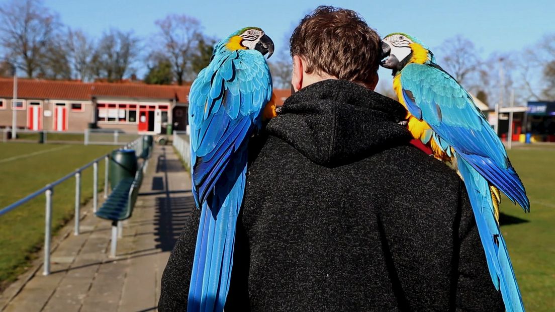 Sergio Naberhuis wandelt met zijn ara's door Enschede